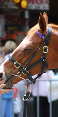 Doriemus, New Zealand Thoroughbred racehorse, dies at age 24